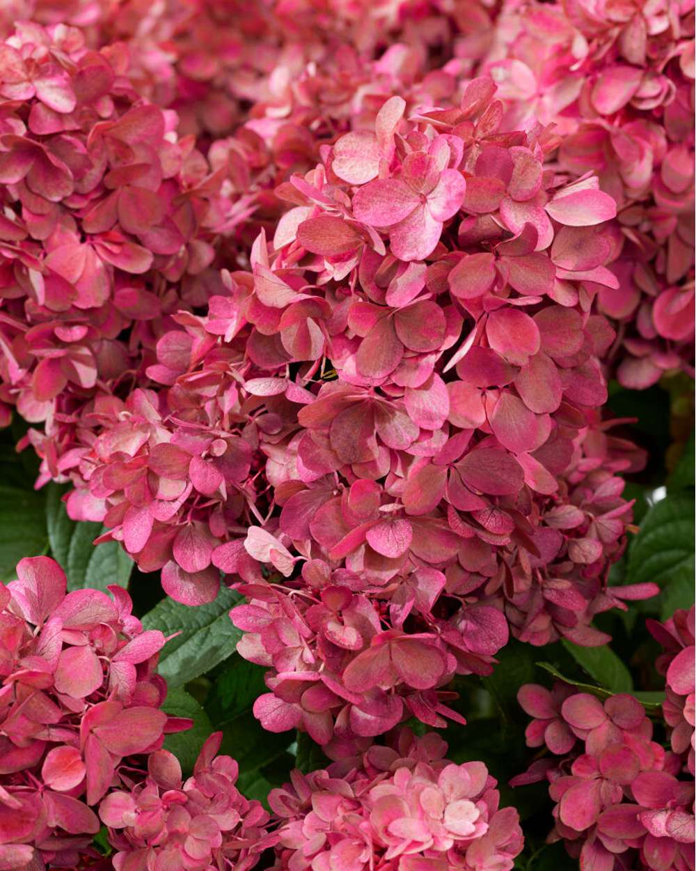 Hortensia 'Bonfire'